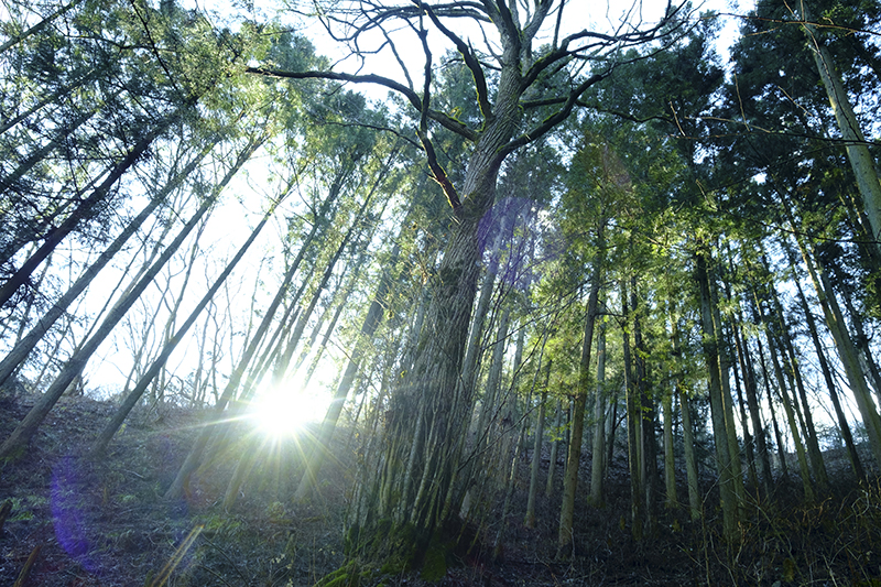 木育をテーマにしたイベントを10月に開催します！ ─ LOVE! TOKYO FOREST